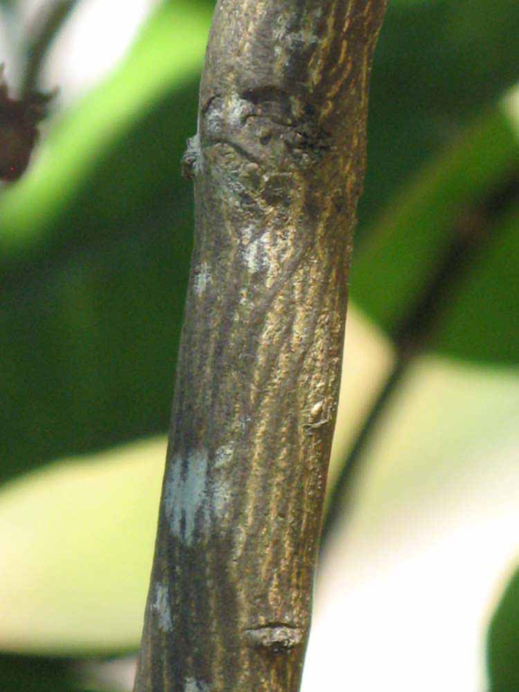              Second - third year twig (Winter Haven, FL)       